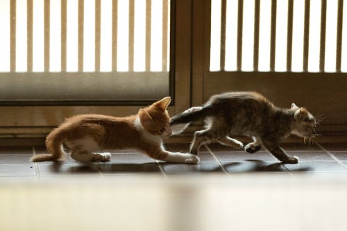玄関前を走り抜ける2匹の子猫