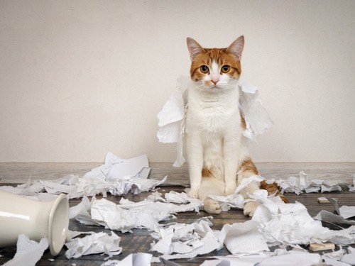 いたずらで紙まみれの猫