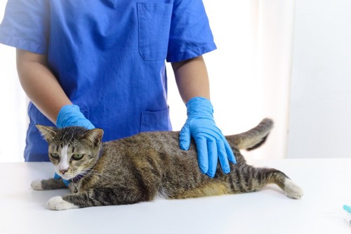 動物病院診察を受ける猫