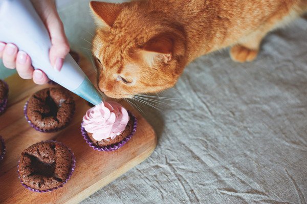 カップケーキの匂いをかぐ猫
