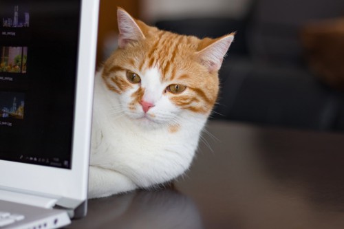 パソコンの後ろから顔を覗かせる猫