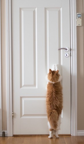 ドアを開けたい猫