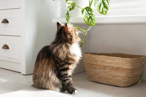 観葉植物を見上げる猫