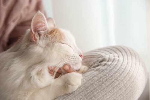 膝の上で目をつぶる白っぽい横向きの猫