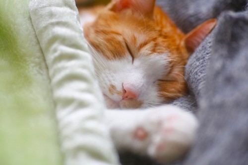 布団を被って眠る猫