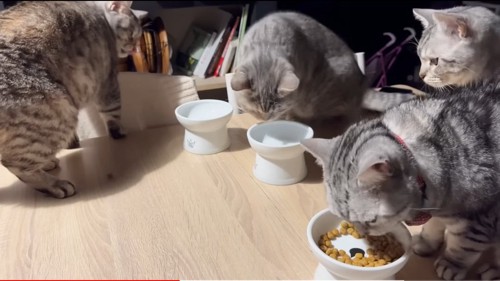 皿を覗き込む猫