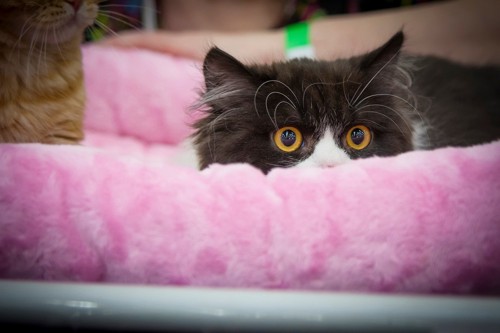 ピンクのベッドと白黒猫
