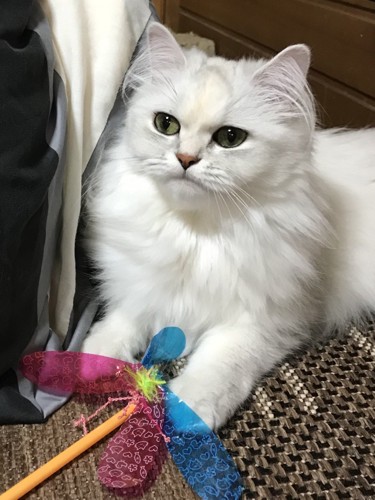 おもちゃを持つ猫