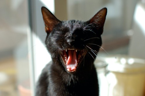 大きく口を開けてあくびをする猫