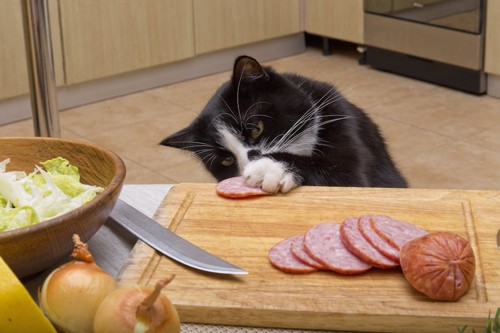 まな板の上のハムを盗み食いする猫