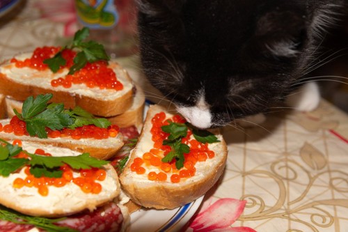 イクラの乗ったパンを食べようとする猫