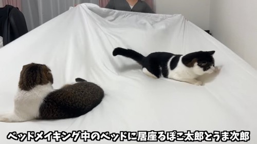 広げたシーツの上に乗る2匹の猫
