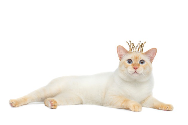 猫と王冠