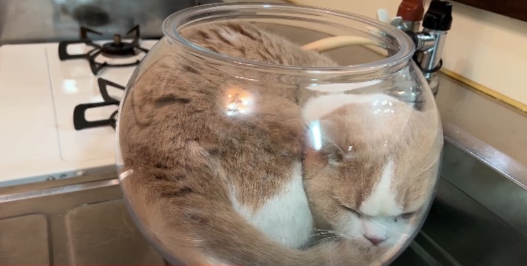 金魚鉢猫