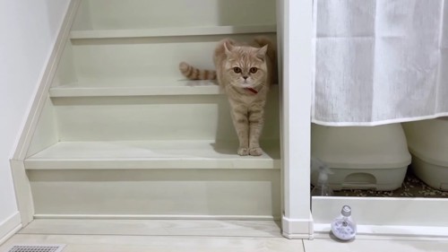 白い階段と茶色猫