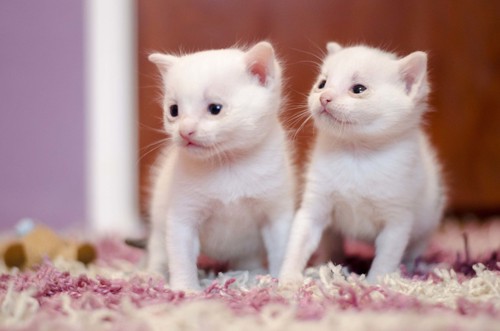 白猫の子猫