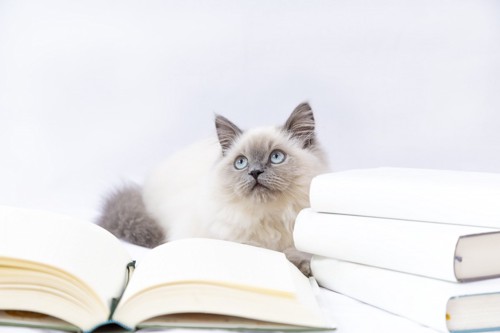 本の山と猫