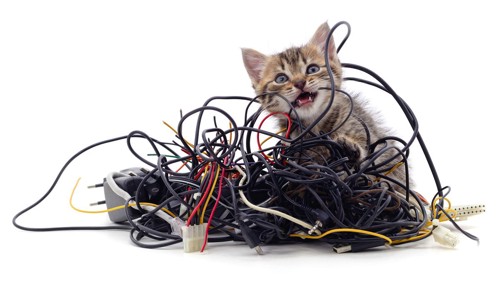 子猫と電気コード