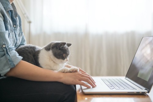 パソコン作業をする飼い主の膝に乗っている猫
