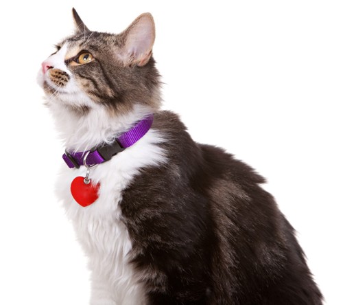 紫色の首輪をした猫