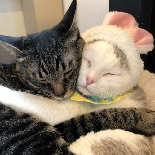 抱き合うキャットアパートメントの猫たち
