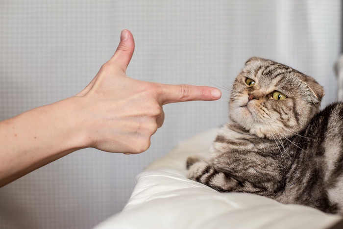 指をさされる猫