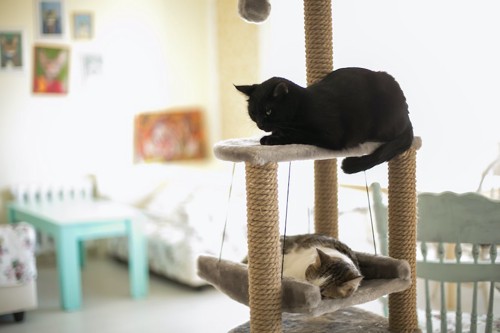 キャットタワーで寛ぐ黒猫とキジ白猫