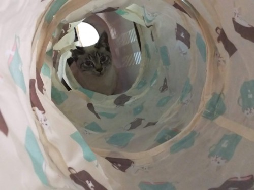 二日目、猫トンネルを利用して部屋の探検をするシャルル