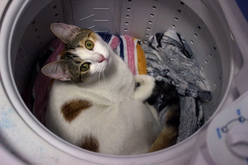 洗濯機の中からこちらを見上げる猫
