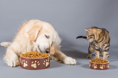 ごはんを食べる犬を見る猫