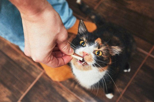 人の手からおやつを食べる猫