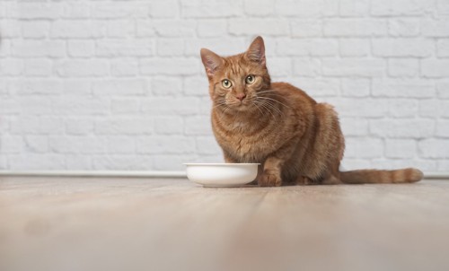 ご飯の前でこちらを見つめる猫