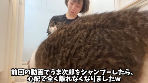 カメラの前にいる猫と抱っこされる猫