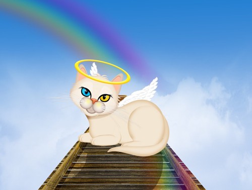 虹の橋で天使のリングを纏う猫