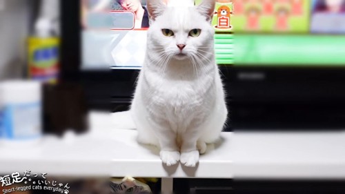 テレビの前に座る猫