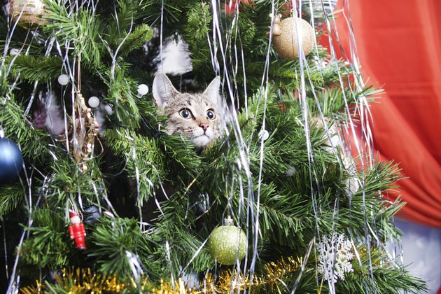 クリスマスツリーに入る猫