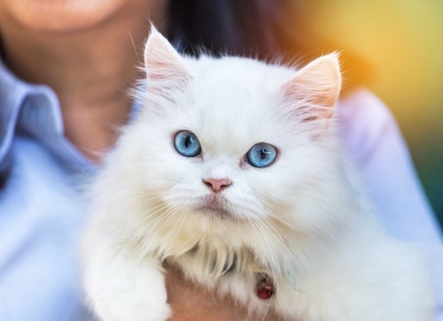 抱かれてこちらを見ている青い目のペルシャ猫