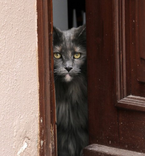 玄関から顔を出す猫