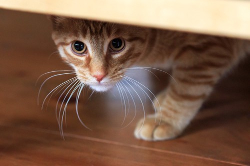 家具の下から見上げる猫
