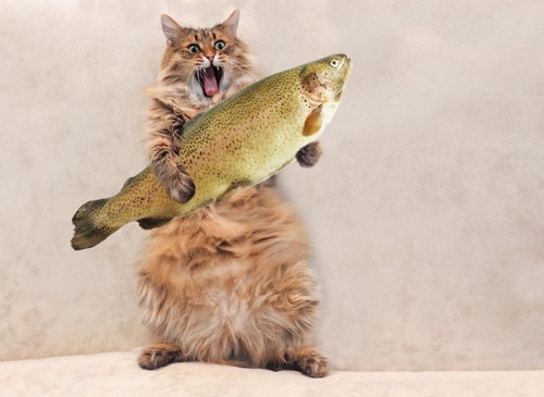 魚を掴んでいる猫