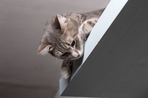 棚の上から下を見つめる猫