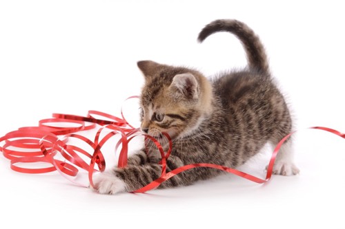 赤いリボンで遊ぶ子猫