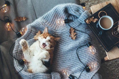 セーターの上であくびをする猫