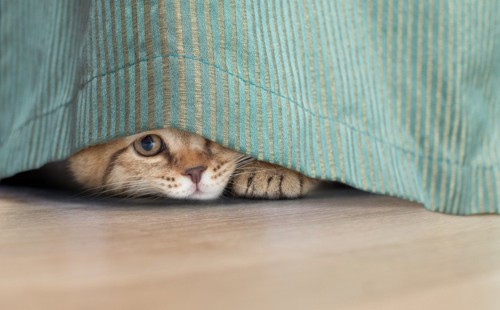 隠れている猫