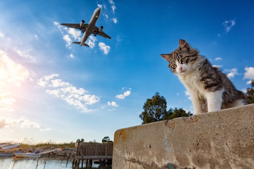 猫と飛行機