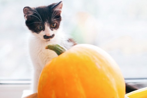 かぼちゃを見ている子猫