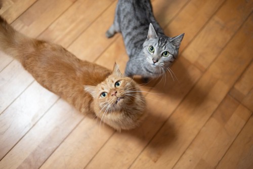 ご飯アピールの二匹の猫