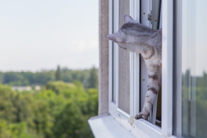 窓から外を覗く猫