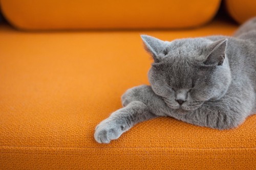 オレンジのソファーで眠るグレーの猫