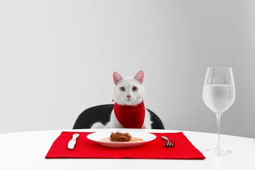 用意された食卓に座っている猫